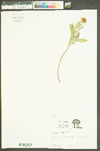 Borrichia frutescens image