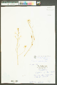 Sinapis arvensis image