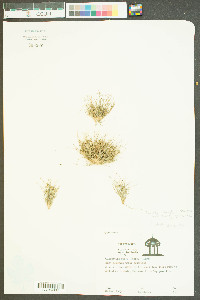 Bulbostylis stenophylla image