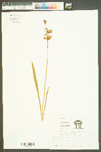 Calopogon barbatus image