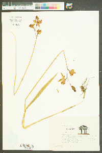 Calopogon tuberosus var. tuberosus image