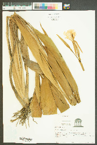 Canna flaccida image