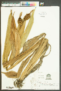 Canna flaccida image