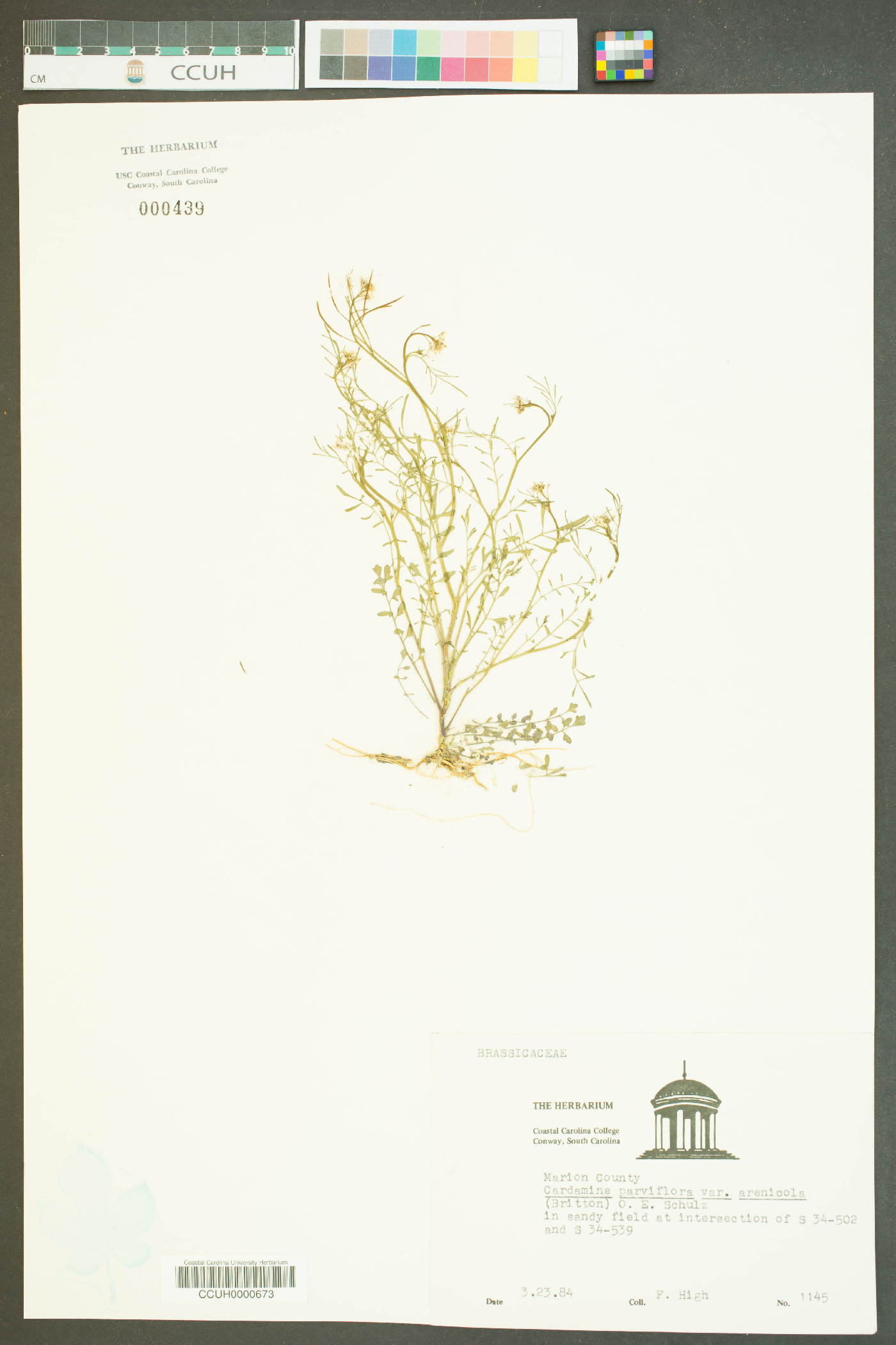 Cardamine parviflora var. parviflora image