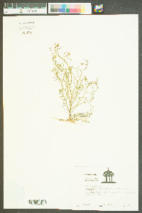 Cardamine parviflora image