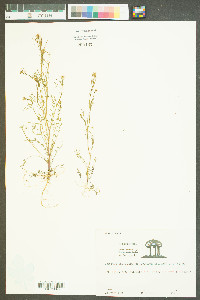 Cardamine parviflora image