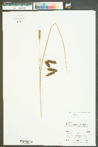 Carex glaucescens image