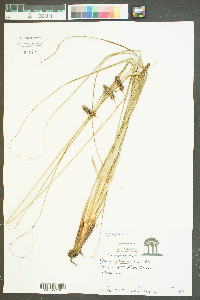 Carex glaucescens image