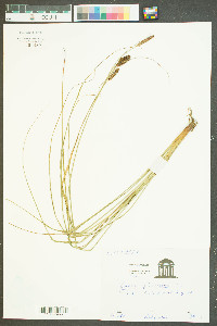 Carex glaucescens image