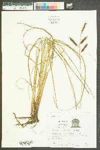 Carex striata image