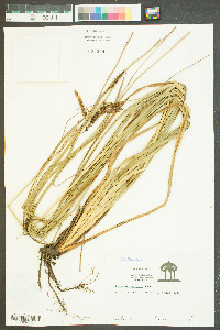 Carex hyalinolepis image