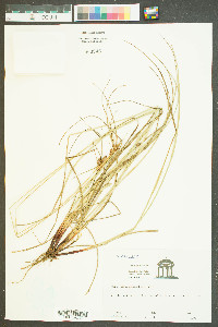 Carex caroliniana image