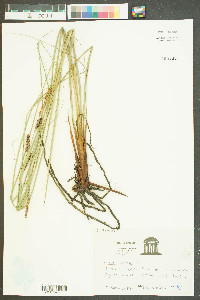 Carex comosa image