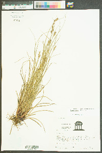 Carex tenax image