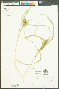 Carex louisianica image