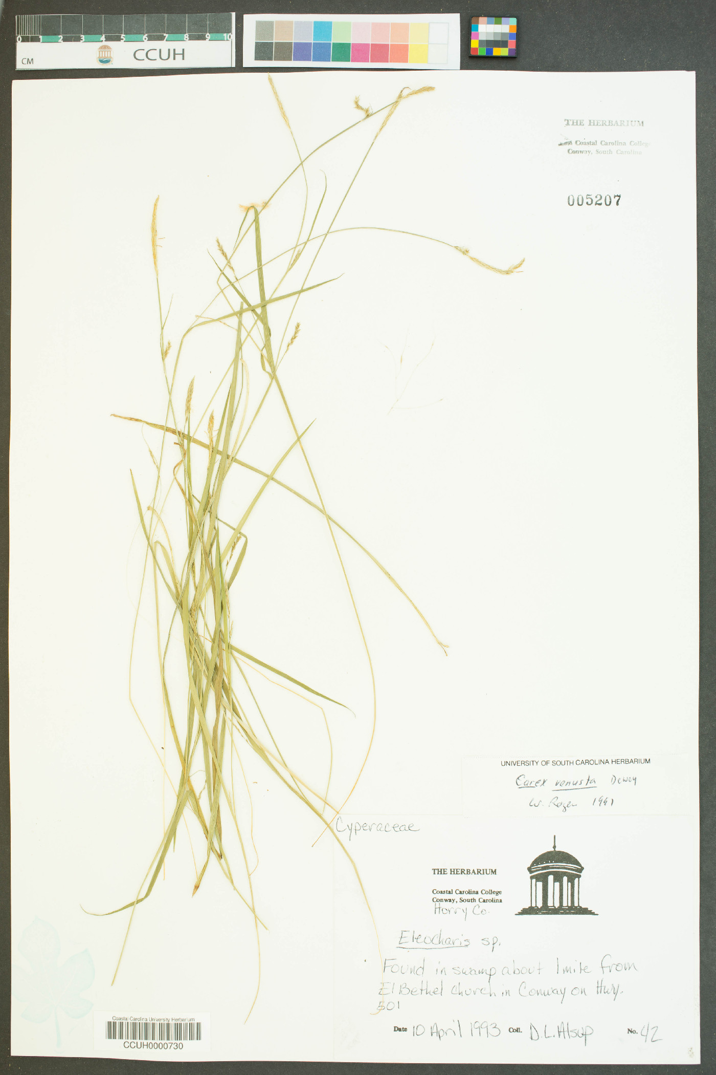 Carex venusta image