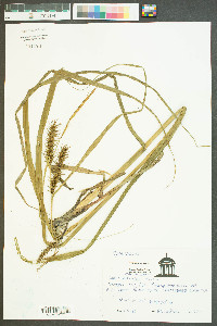 Carex gigantea image