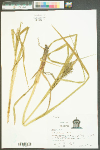 Carex gigantea image