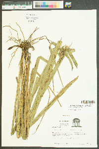 Carex gigantea image