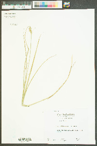 Carex albolutescens image