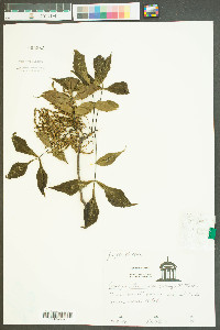 Carya illinoinensis image