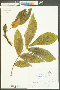 Carya ovalis image