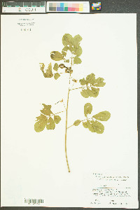 Senna obtusifolia image