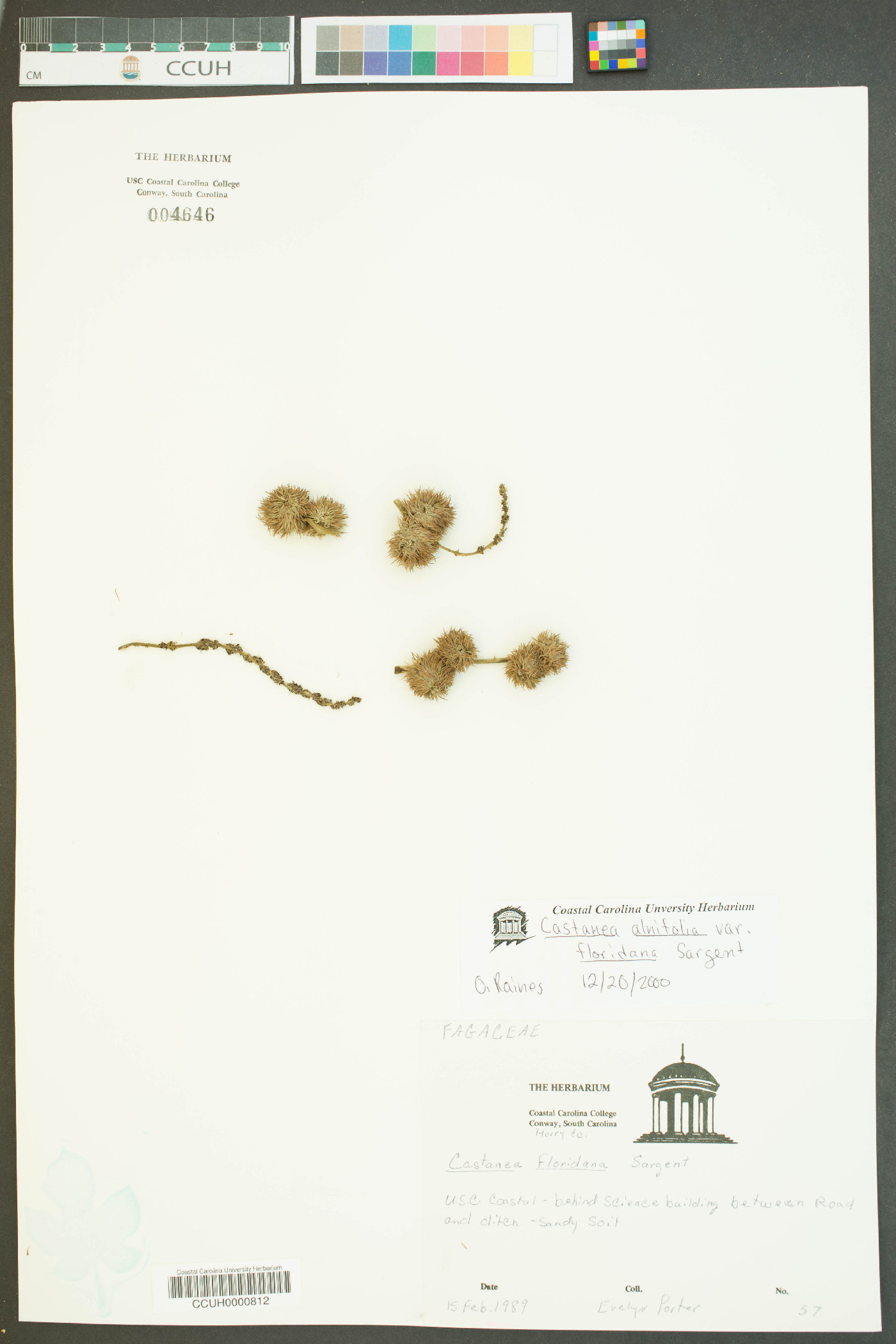 Castanea alnifolia image