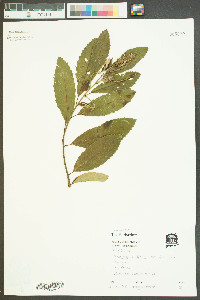 Castanea alnifolia image