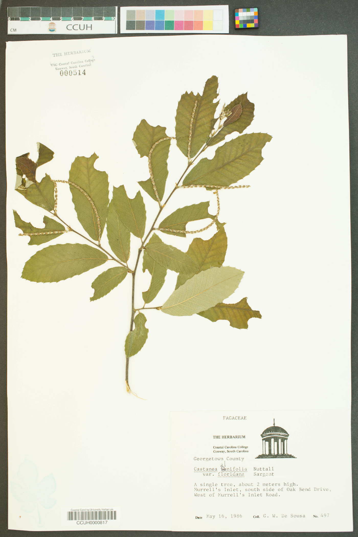 Castanea alnifolia image