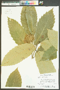 Castanea mollissima image