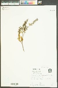 Cassandra calyculata image