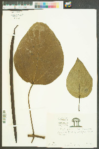 Catalpa speciosa image