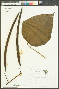 Catalpa speciosa image