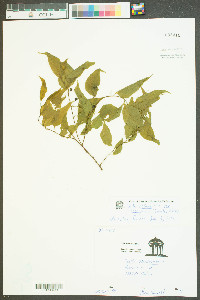 Celtis occidentalis var. georgiana image