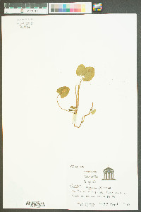 Centella asiatica image