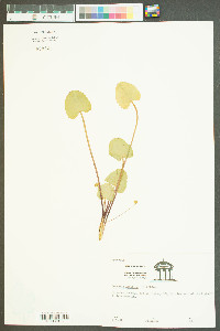 Centella asiatica image