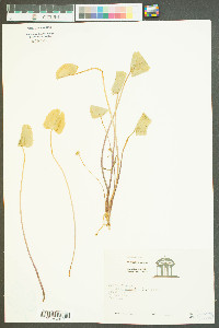 Centella asiatica image