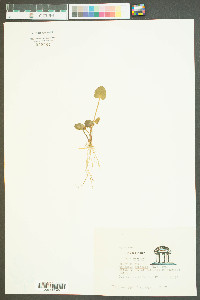 Centella asiatica image