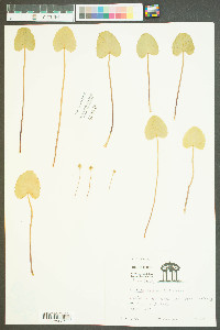 Centella asiatica image