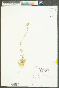 Cerastium glomeratum image