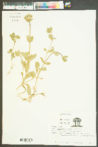 Cerastium glomeratum image