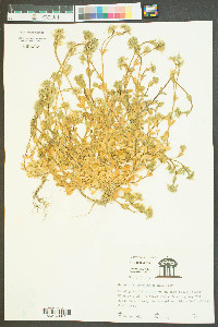 Cerastium glomeratum image