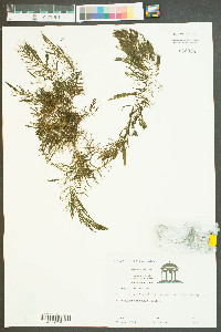 Ceratophyllum demersum image