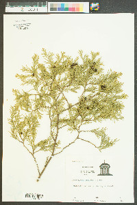 Chamaecyparis thyoides image