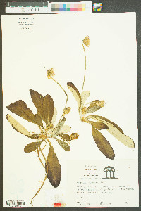 Chaptalia tomentosa image