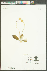 Chaptalia tomentosa image