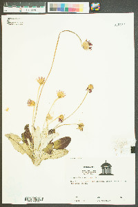 Chaptalia tomentosa image