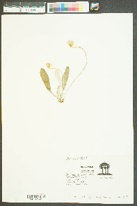 Chaptalia tomentosa image