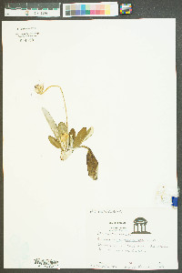 Chaptalia tomentosa image